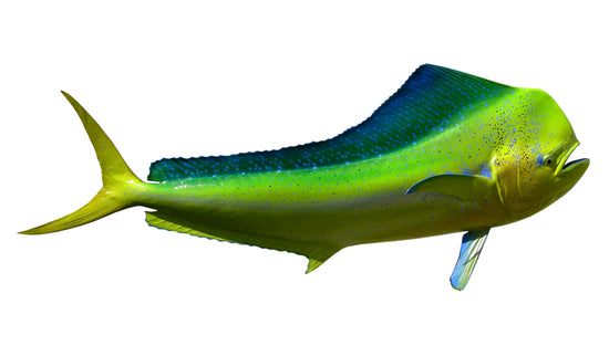 65-INCH BULL DOLPHIN