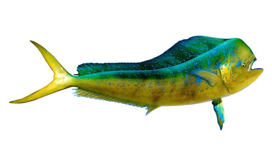 70-INCH BULL DOLPHIN