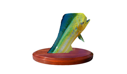 16-INCH BULL DOLPHIN TROPHY