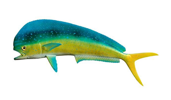 BULL DOLPHIN, MINIATURE