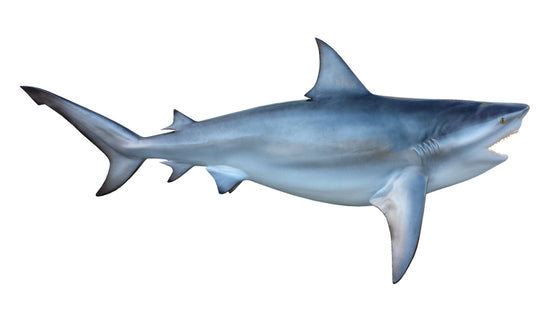 102-INCH BULL SHARK