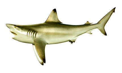 74-INCH BULL SHARK