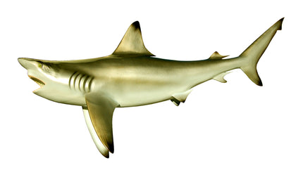 74-INCH BULL SHARK