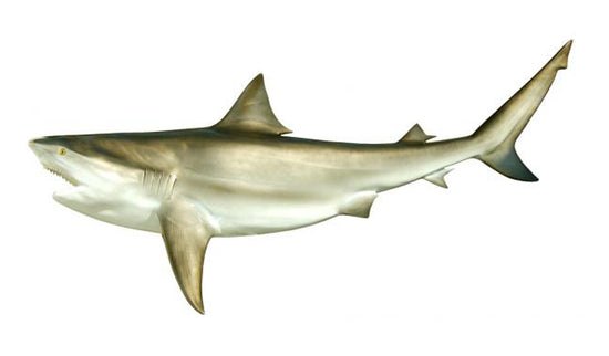 94-INCH BULL SHARK
