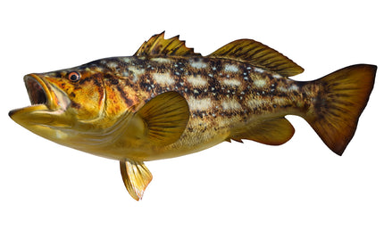 25-INCH CALICO BASS