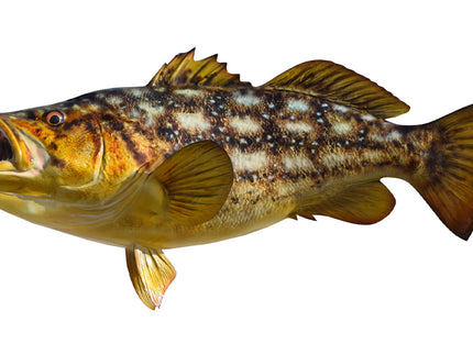 Collection image for: CALICO BASS