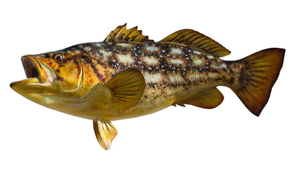 25-INCH CALICO BASS