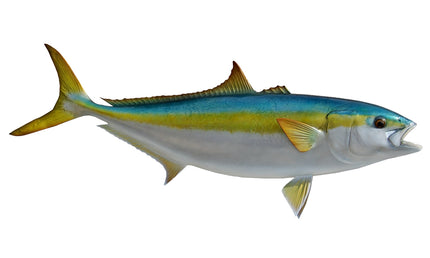 32-INCH YELLOWTAIL