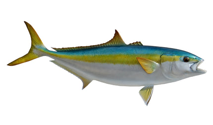 32-INCH YELLOWTAIL