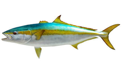 46-INCH YELLOWTAIL