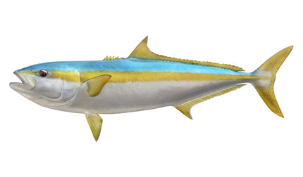 53-INCH YELLOWTAIL