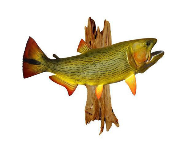 fish accessories shop near me Cedar Driftwood, Large - Fish Mounts
