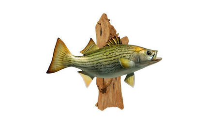 CEDAR DRIFTWOOD, SMALL