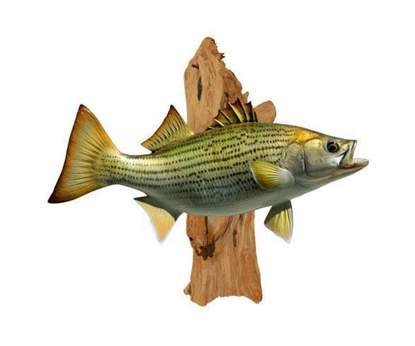 CEDAR DRIFTWOOD, SMALL