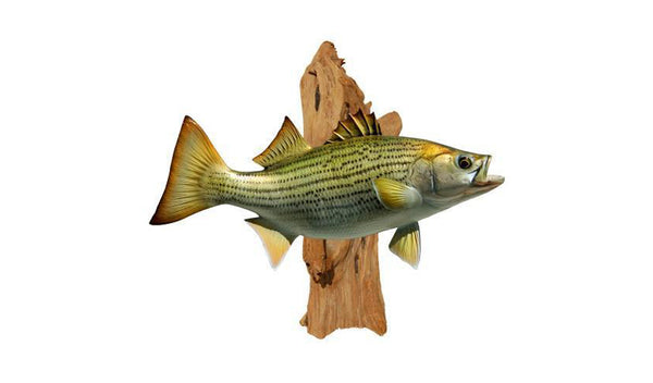 Replica Cedar Driftwood, Small | King Sailfish Mounts