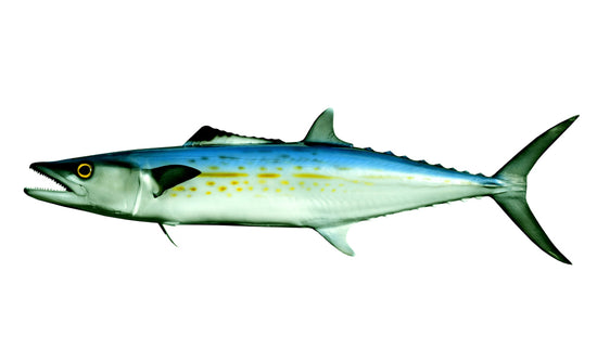 28-INCH CERO MACKEREL