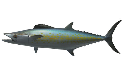 33-INCH CERO MACKEREL