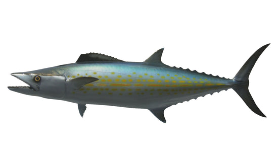 33-INCH CERO MACKEREL