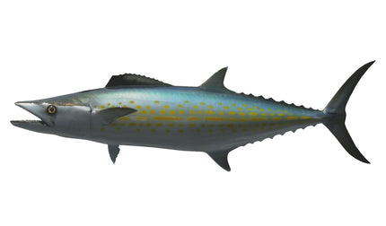 33-INCH CERO MACKEREL
