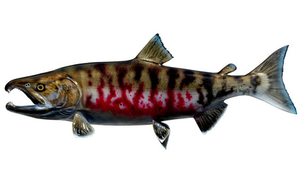 27-INCH CHUM SALMON