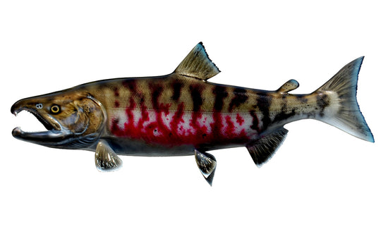 27-INCH CHUM SALMON