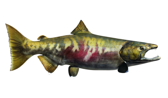 34-INCH CHUM SALMON