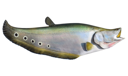33-INCH CLOWN KNIFEFISH