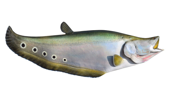 33-INCH CLOWN KNIFEFISH