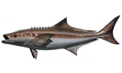 39-INCH COBIA