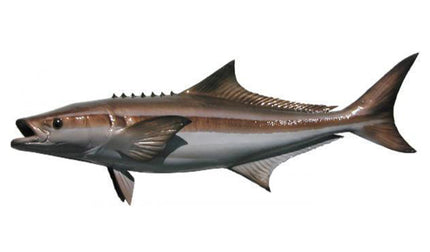 39-INCH COBIA