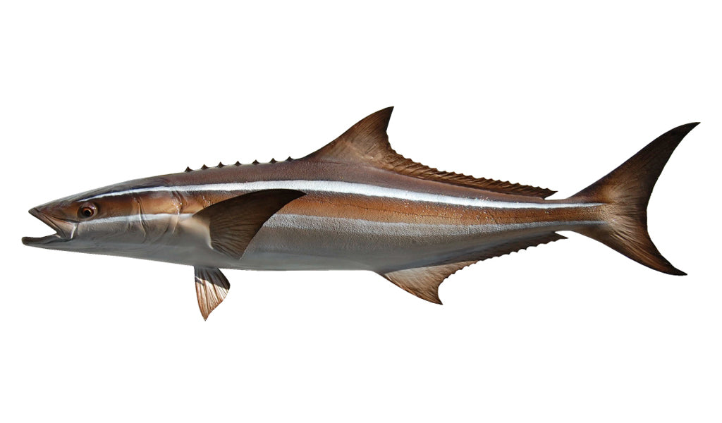 51-Inch Cobia Fish Mount