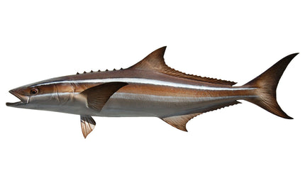 51-INCH COBIA