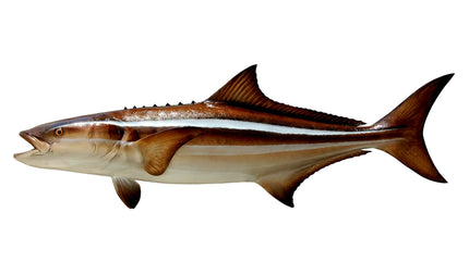 56-INCH COBIA