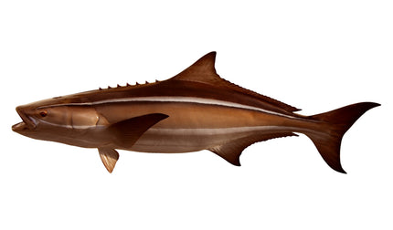 66-INCH COBIA