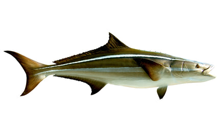 68-INCH COBIA