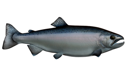 24-INCH COHO SALMON (SILVER)