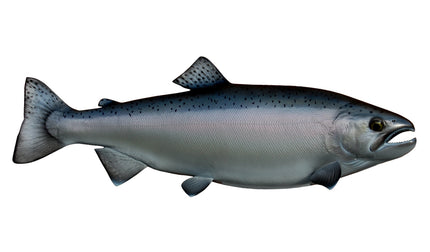 24-INCH COHO SALMON (SILVER)