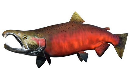 30-INCH COHO SALMON