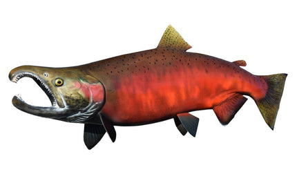 30-INCH COHO SALMON