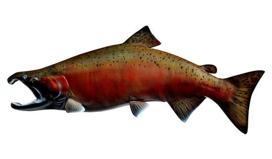 28-INCH COHO SALMON (SPAWNING)