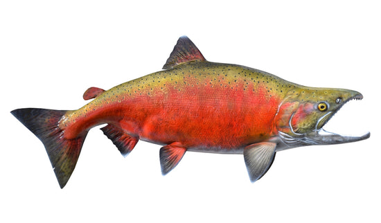 31-INCH COHO SALMON (SPAWNING)