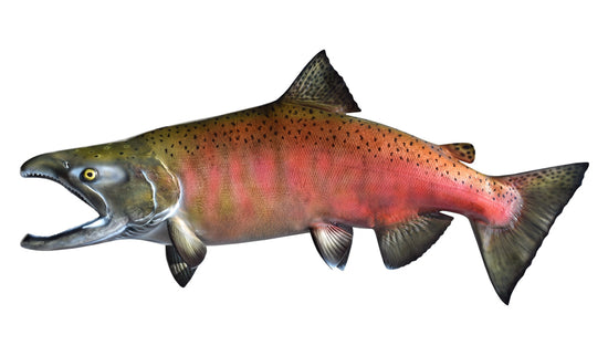 38-INCH COHO SALMON (SPAWNING)