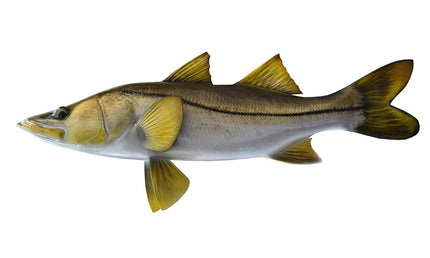26-INCH COMMON SNOOK