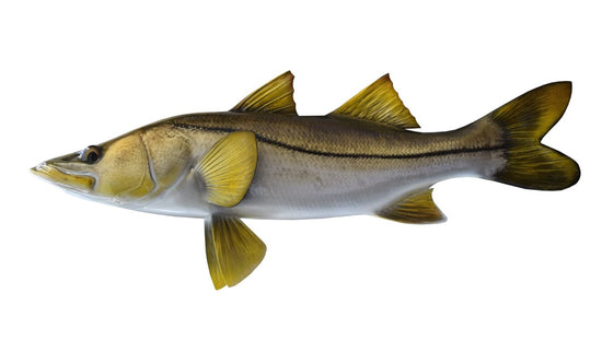 26-INCH COMMON SNOOK