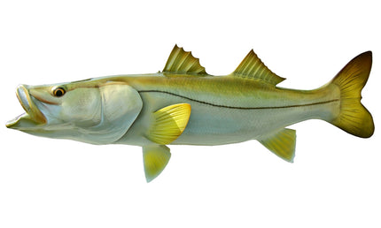 29-INCH COMMON SNOOK