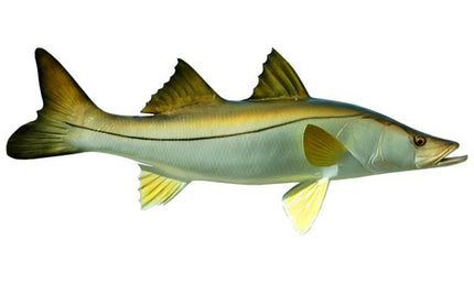 31-INCH COMMON SNOOK