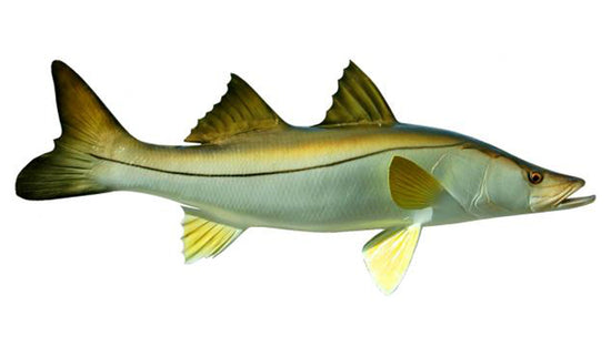 31-INCH COMMON SNOOK