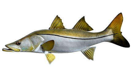 32-INCH COMMON SNOOK
