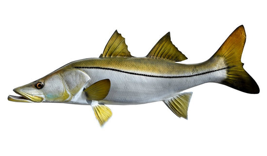32-INCH COMMON SNOOK