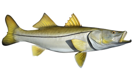34-INCH COMMON SNOOK